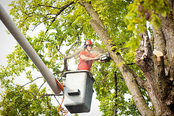 How Our Tree Care Process Works  in  Whitehouse, TX