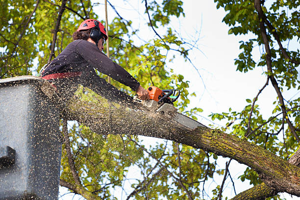 Trusted Whitehouse, TX  Tree Services Experts