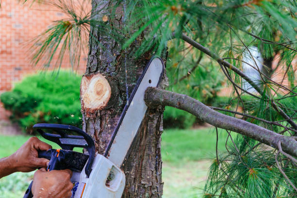 Best Emergency Tree Removal Services  in Whitehouse, TX